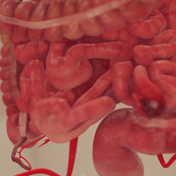 3D Animated ‘Moment in Time’ Shows Seat Belt Injury