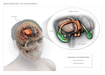 The Brain & Hippocampus