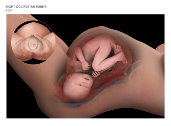 Fetal Positons