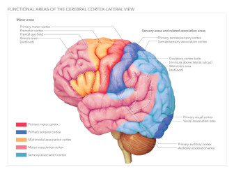 Functional Areas of the Cerebral Cortex