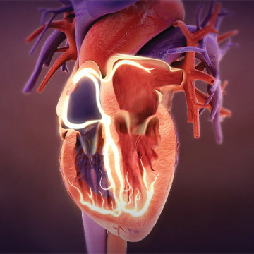 Animation still demonstrating cardia activity