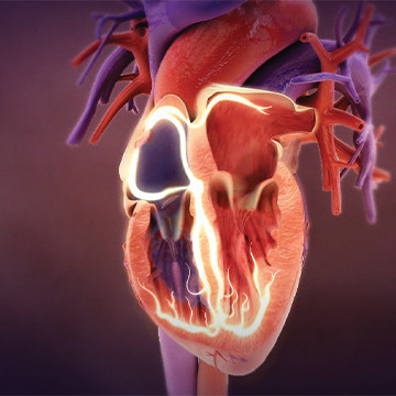 Animation still showing heart contractions