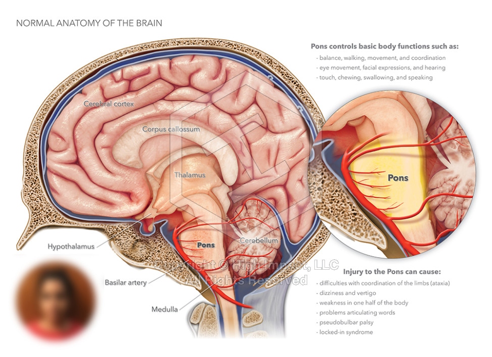 Normal Anatomy of the Brain