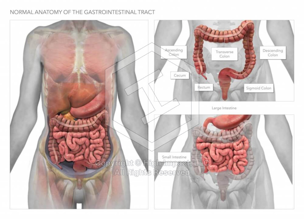 Normal Anatomy of the Gastrointestinal Tract