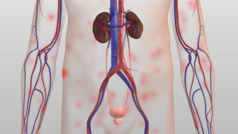 Normal Renal Function And Renal Failure