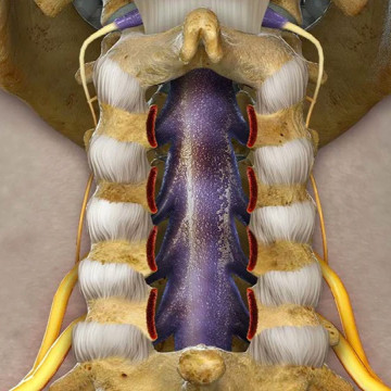 Illustration showing the posterior spine