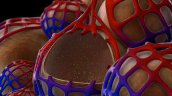 Normal Cardiopulmonary Function