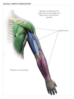 Radial Nerve Inervation