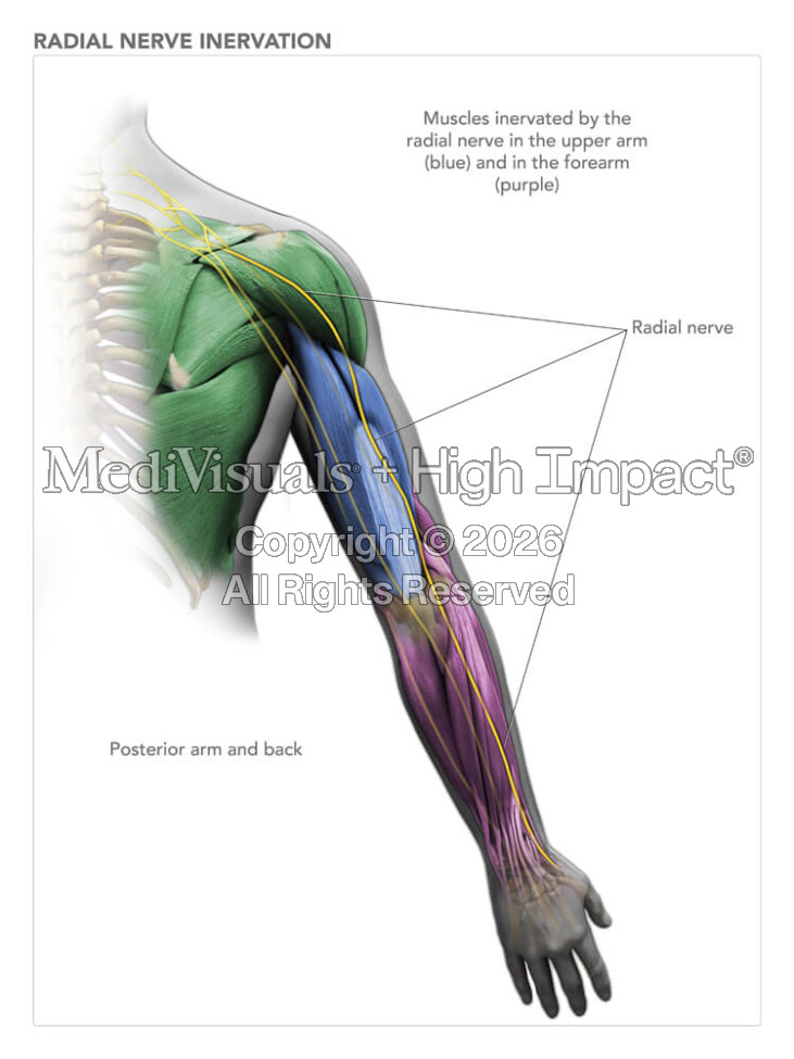 Radial Nerve Inervation