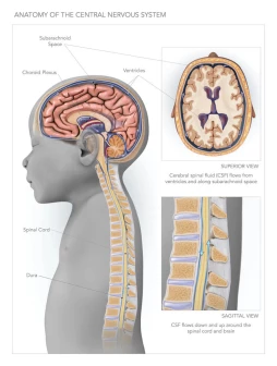 Anatomy of the Central Nervous System