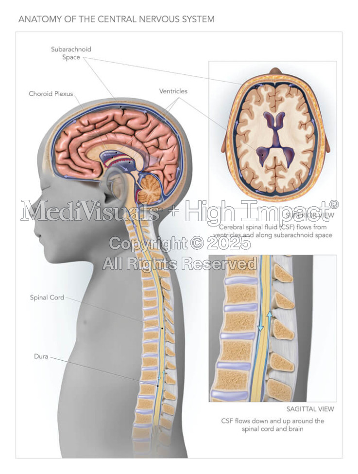 Anatomy of the Central Nervous System