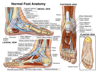 Normal Foot Anatomy