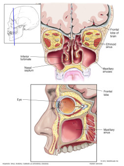 Cross-sectional Anatomy of Sinuses