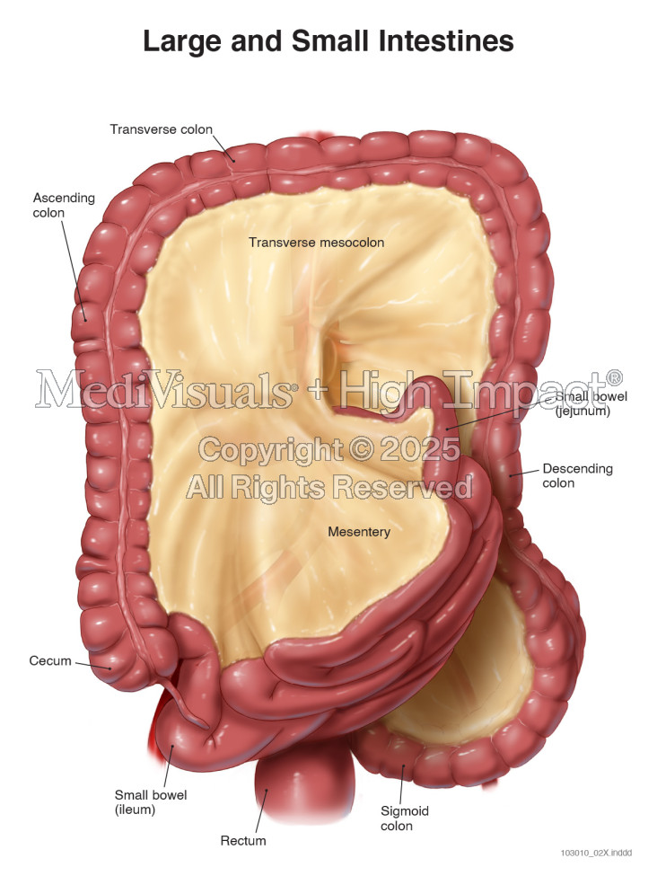 Large and Small Intestines