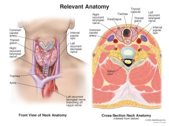 Relevant Anatomy