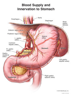 Blood Supply and Innervation of Stomach
