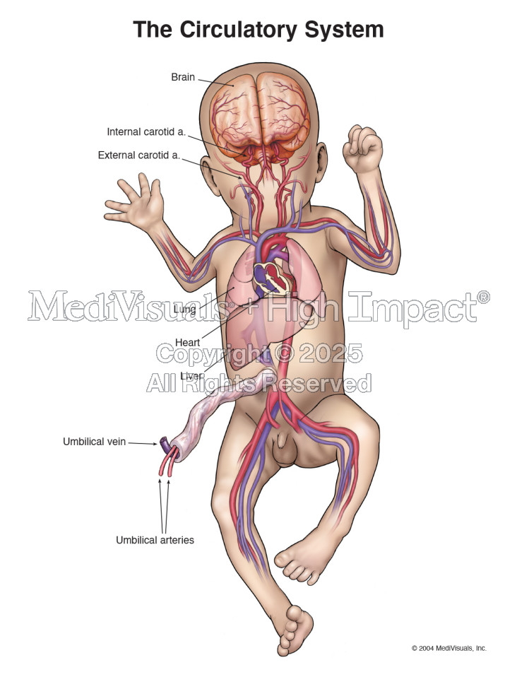 The Circulatory System