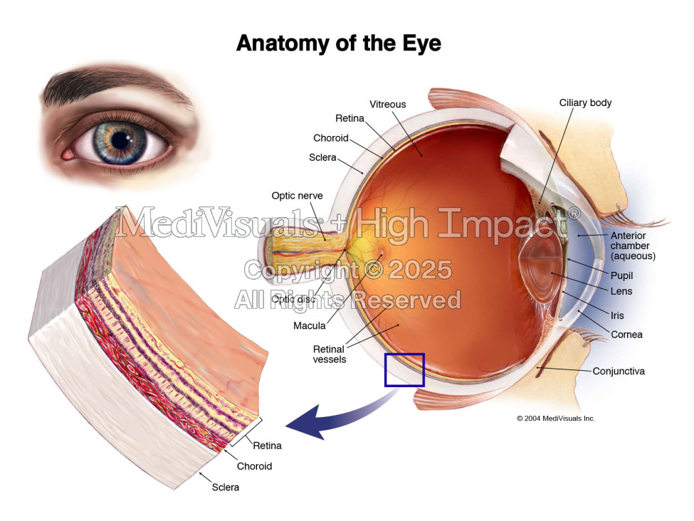 Anatomy of the Eye