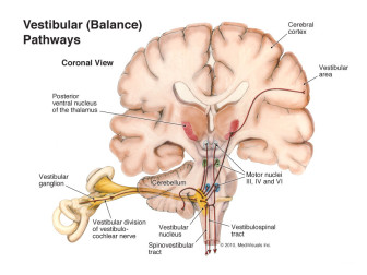 Vestibular (Balance) Pathways