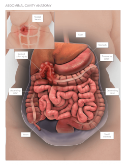 Abdominal Cavity