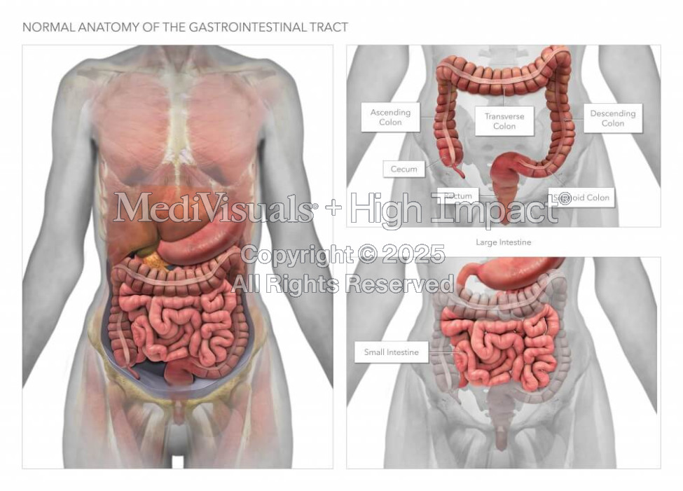 Normal Anatomy of the Gastrointestinal Tract