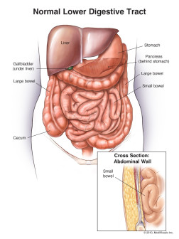 Normal Lower Digestive Tract