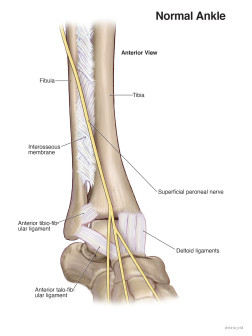 Normal Ankle