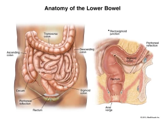 Nice Normal Colon Anatomy of the Normal Distal Colon