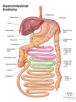 Gastrointestinal Anatomy