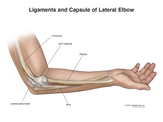 Ligaments and Capsule of Lateral Elbow