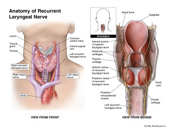 Anatomy of Recurrent Laryngeal Nerve