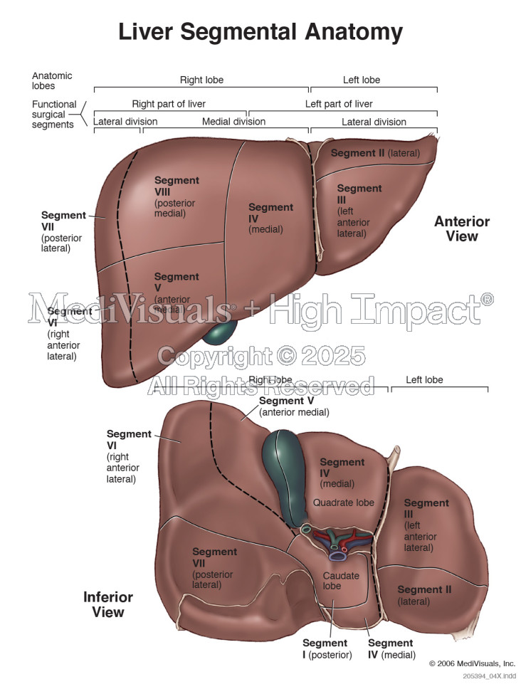 Liver Segmental Anatomy