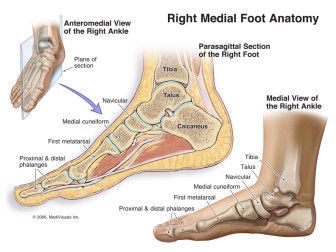 Right Medial Foot Anatomy