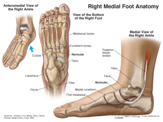 Right Medial Foot Anatomy