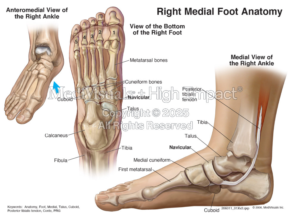 Right Medial Foot Anatomy