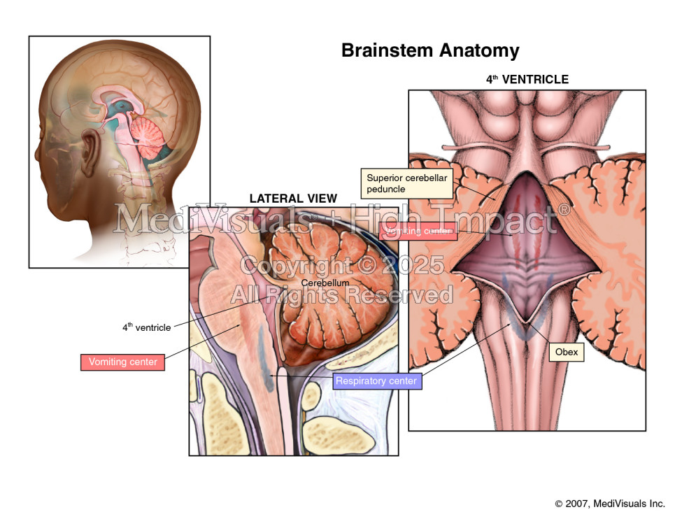 Brainstem Anatomy