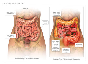Digestive Tract Anatomy