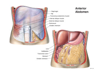 Anterior Abdomen