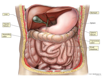 Digestive System