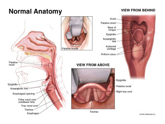 Normal Anatomy of the Ear, Nose and Throat