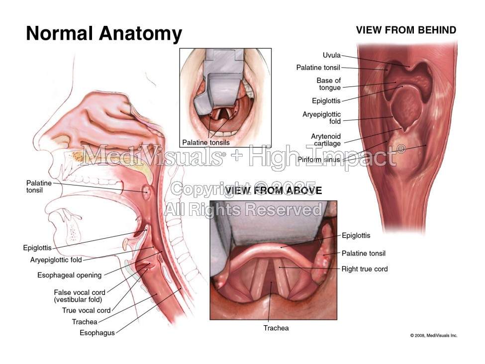 Normal Anatomy of the Ear, Nose and Throat