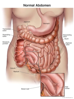 Anatomy of the Normal Distal Colon