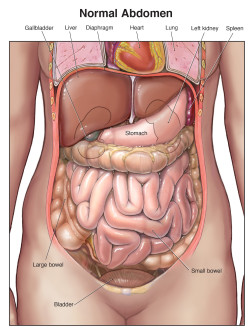 Normal Abdomen