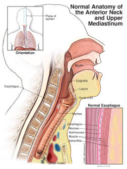 Normal Anatomy of the Anterior Neck and Upper Mediastinum