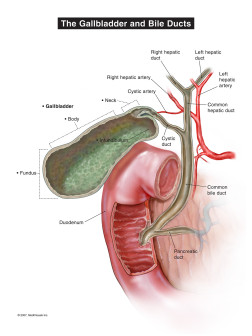 The Gallbladder and Bile Ducts