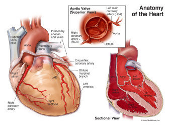 Anatomy of the Heart
