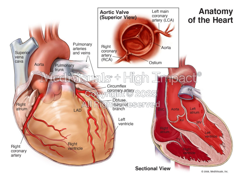 Anatomy of the Heart