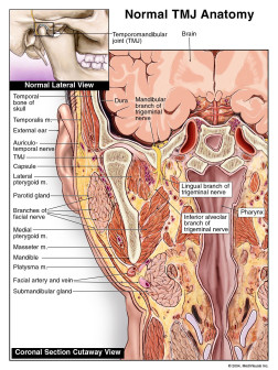 Normal TMJ Anatomy