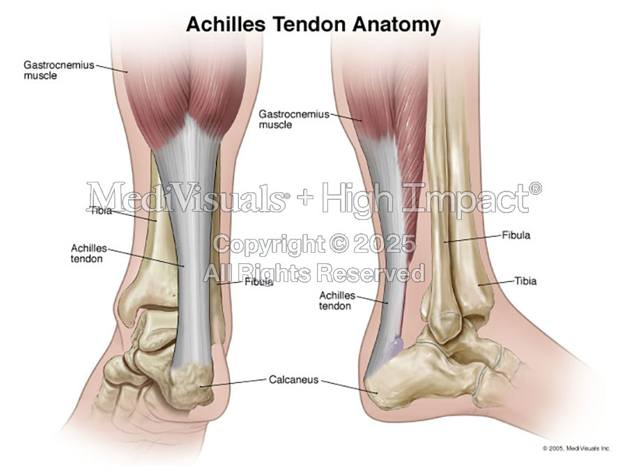 Achilles Tendon Anatomy