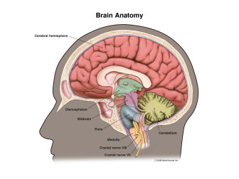 Brain Anatomy